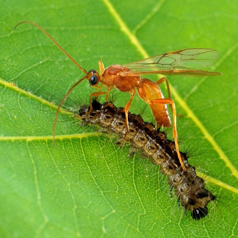 px Aleiodes indiscretus wasp parasitizing gypsy moth caterpillar