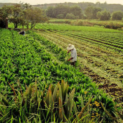 BRA Brazilian Farmers