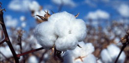 CSIRO ScienceImage Cotton boll