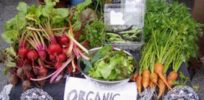 green basics organic produce stand