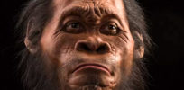 image e Homo naledi