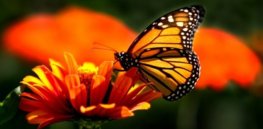 monarch b