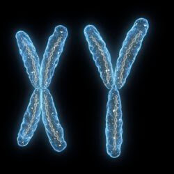 sex chromosomes