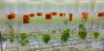 Post GMO era: EU faces defining moment in regulating gene editing