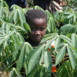 cassava