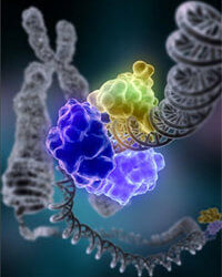 dna repair