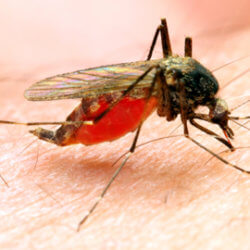 malaria