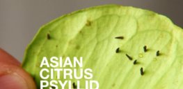 src adapt high OrangeBlight AsianCitrusPsyllid