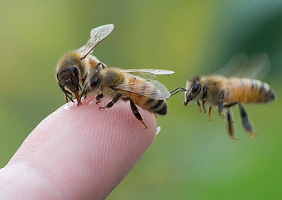 three bees finger
