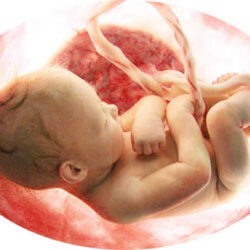 womb transplant