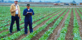 farmers checking crops in a field pv e