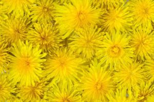 1902727-abstract-background-of-blooming-yellow-dandelion-closeup