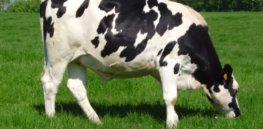 Holstein heifer
