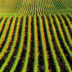 Homestead crop row