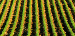 Homestead crop row