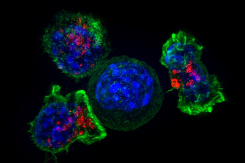 Tcell