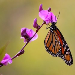 monarch butterfly