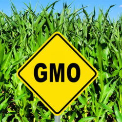 about GMOs food farm field