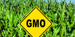 about GMOs food farm field