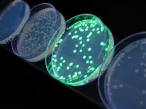 E. coli modified to fluoresce