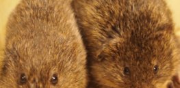 two voles
