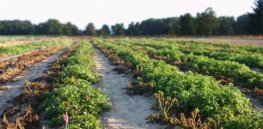 FDA approves GMO potato that resists blight that caused Irish potato famine