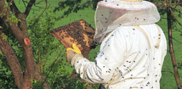 px Beekeeper keeping bees e