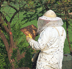 px Beekeeper keeping bees e