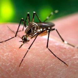 Aedes aegypti CDC Gathany