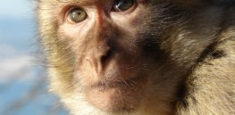 Gibraltar Barbary Macaque