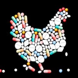 chicken made of drugs thumb x
