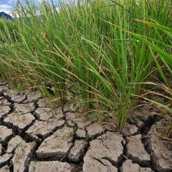 climate change ready drought tolerant