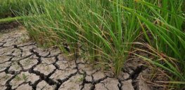 climate change ready drought tolerant
