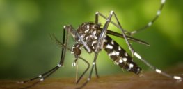 zika virus aedes mosquito