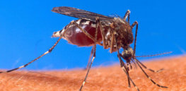 px Aedes aegypti biting human