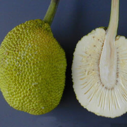 ARS breadfruit e