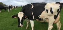 Dairy cow in Normandy