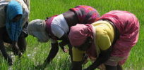 India Sights Culture Planting Rice Paddy e