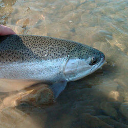 Lake Erie Steelhead e