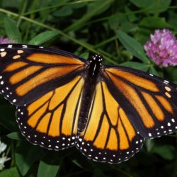 Monarch In May