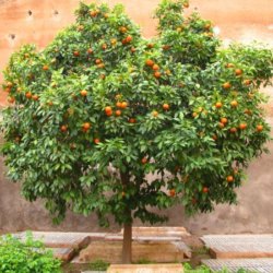Orange Tree