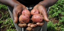 Potatoes from a Kenyan farm