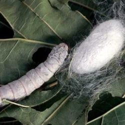 Silkworm cocoon