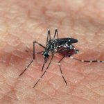 mosquito zika