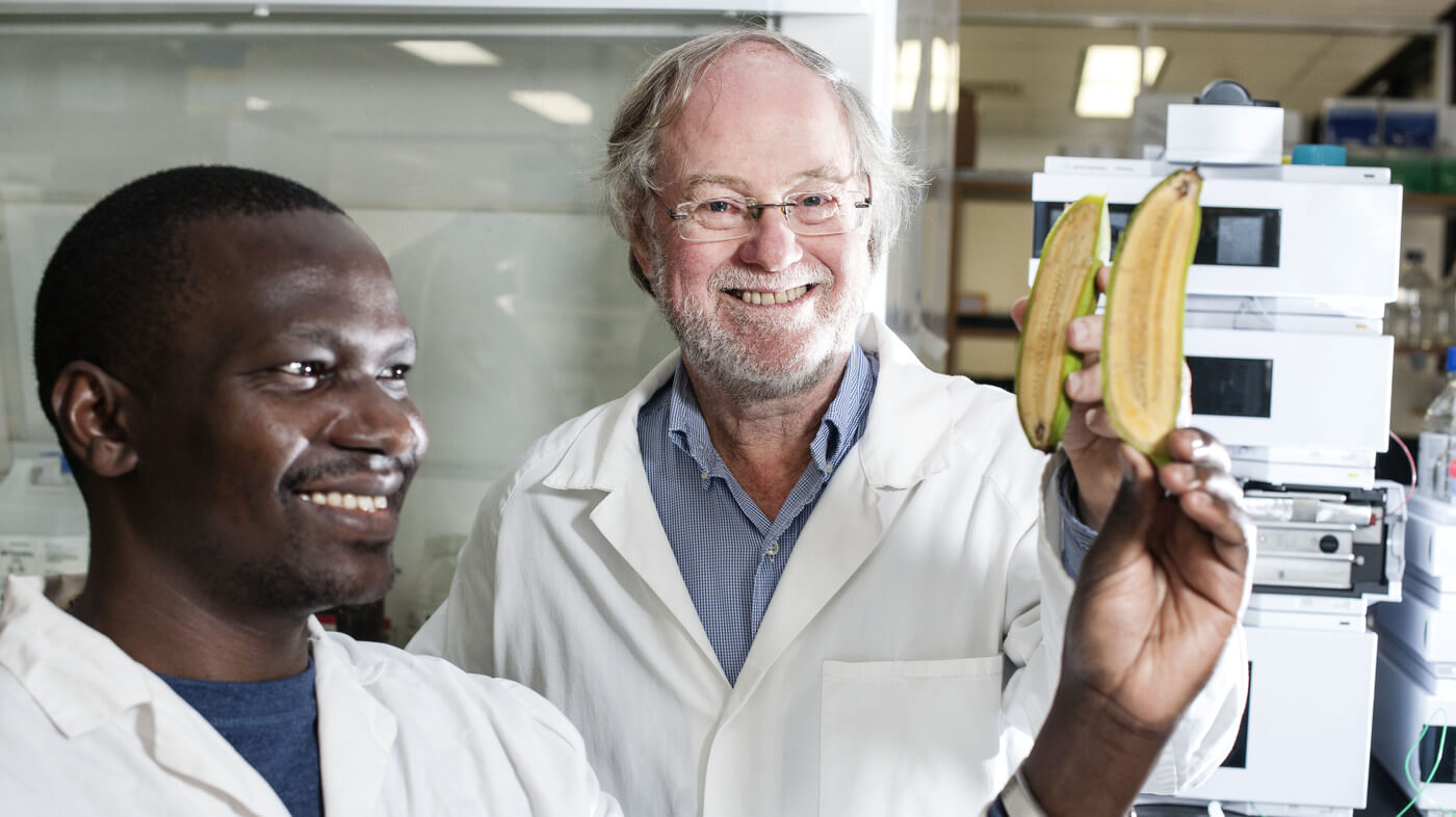 Ugandan researcher Stephen Buah and Professor James Dale hold bananas bred to be rich in vitamin A at Queensland University of Technology