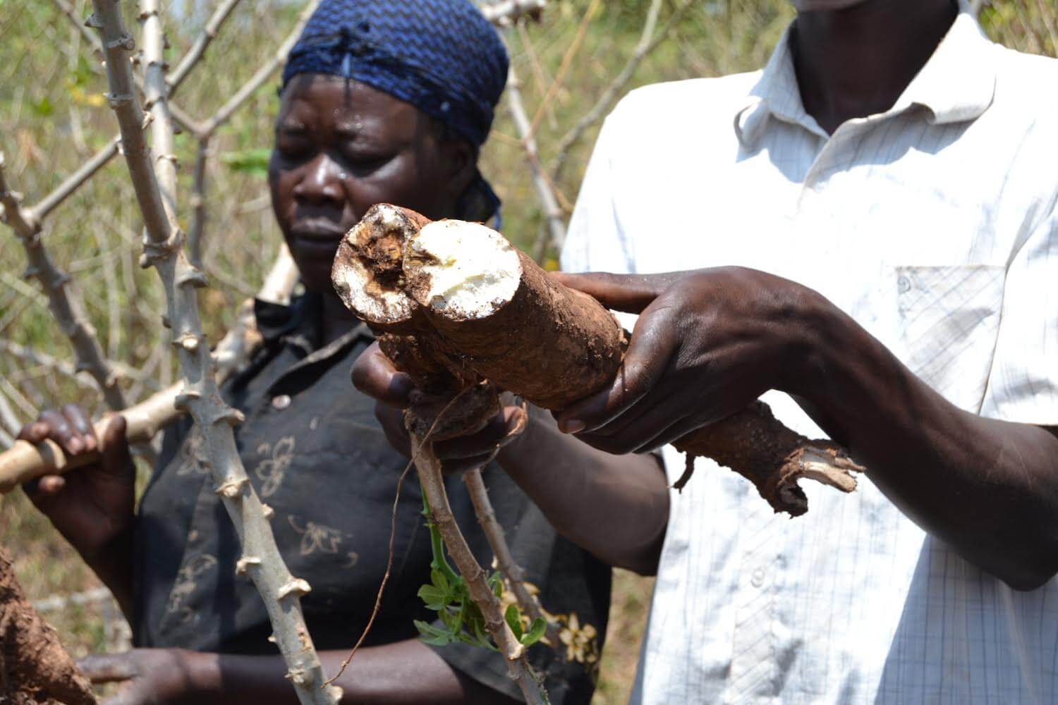 A Cassava plant ravaged by brown streak disease