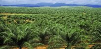 Viewpoint: The gap between agricultural reality and regenerative claims about palm oil: ‘It has become less about agronomy and more about allegory’