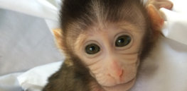 Making monkeys just to suffer: Is new autism model ethical?