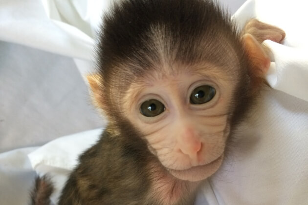 Making Monkeys Just To Suffer: Is New Autism Model Ethical? - Genetic ...