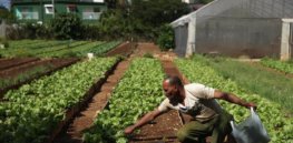 How will normalizing US-Cuba relations affect agriculture, biotechnology in both countries?